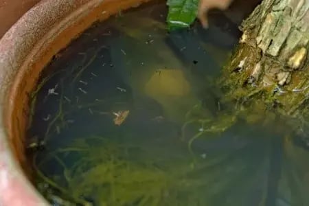 Mosquito larvae infested water pooling within a potted plant, ready for Griffin Pest Solutions  professional technicians.