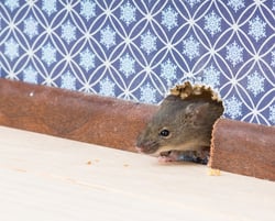 mouse coming through wall-1