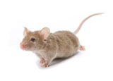 Buy Online - Mouse Removal photo