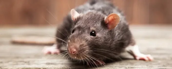 Rat sniveling against the wooden floor of a residential home.