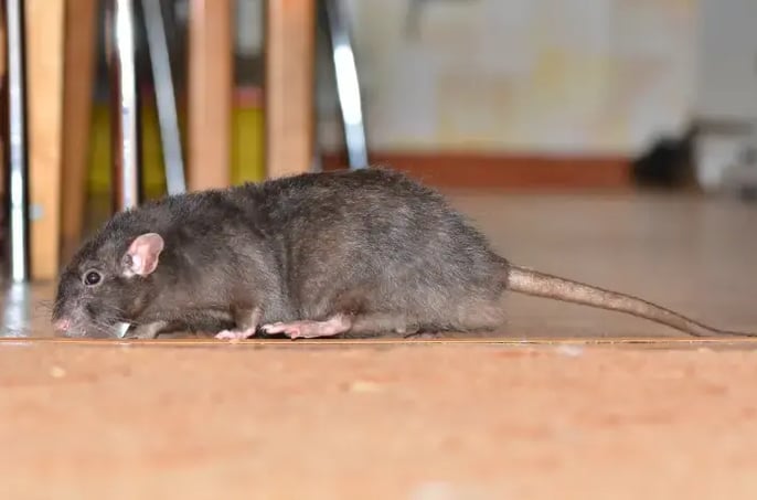 a rat in a new jersey house before rodent control service