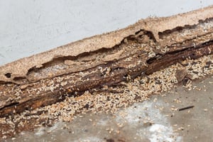 termite monitoring