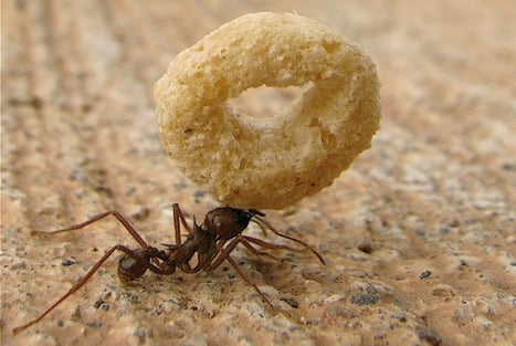 Ant Removal NJ