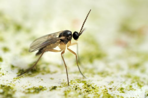 A fungas gnat on a mossy covered white surface.