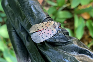 spotted lanternfly adult on gloved hand to help identify these invasive pests