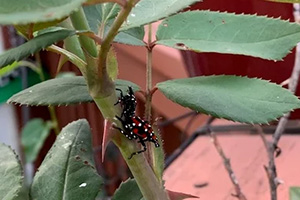 spotted lanternfly nymph to show you how to identify lanternflies at different stages