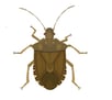 stink bug illustration