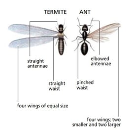 flying ant or termite