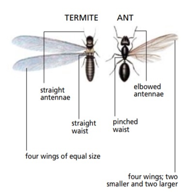 flying ant or termite
