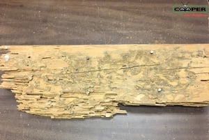 termite damage