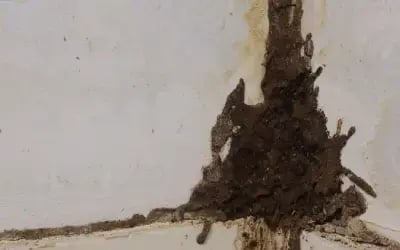 termite mud tubes in home in New Jersey