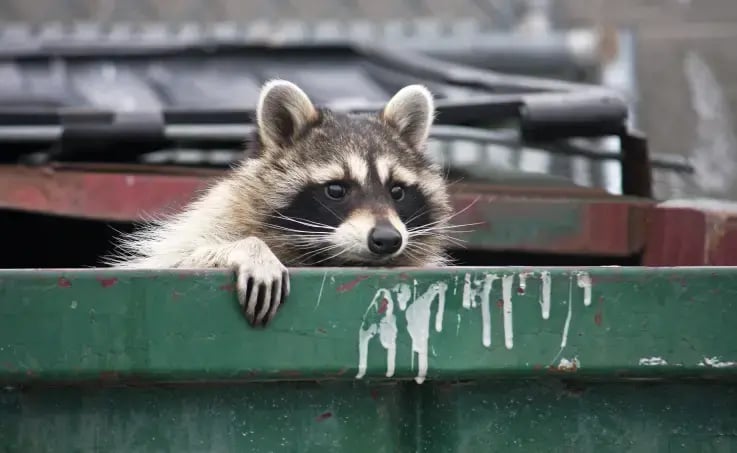 A raccoon in a dumpster. Contact Cooper Pest Control for NJ and PA wildlife control.