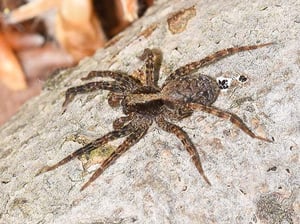 Wolf Spider Identification