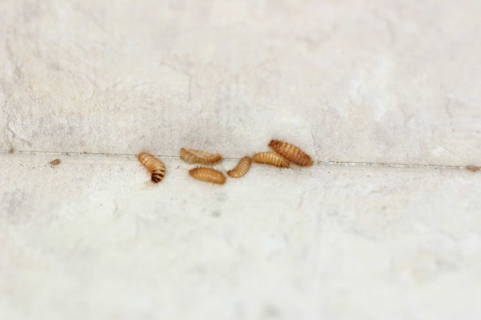Carpet Beetle Larvae In Bed