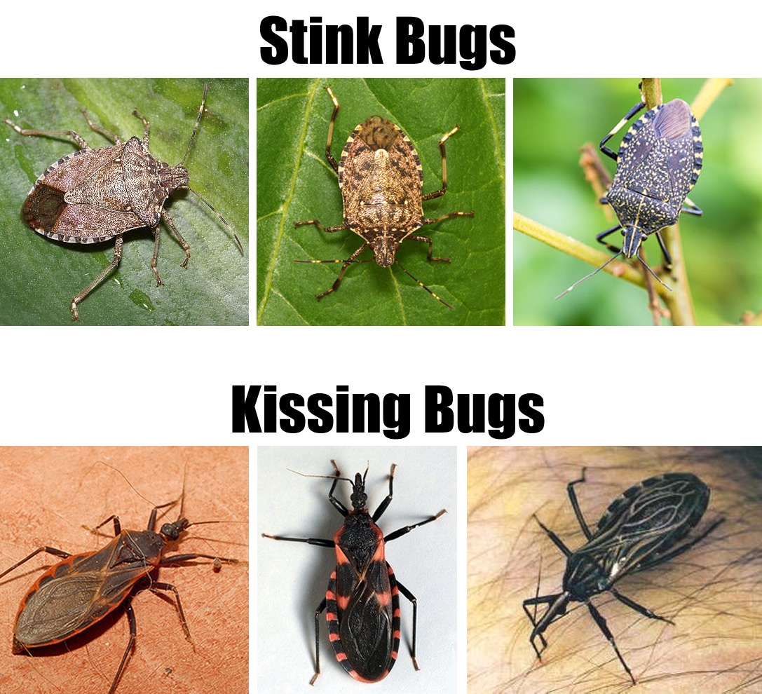 Stink Bugs vs Kissing Bugs