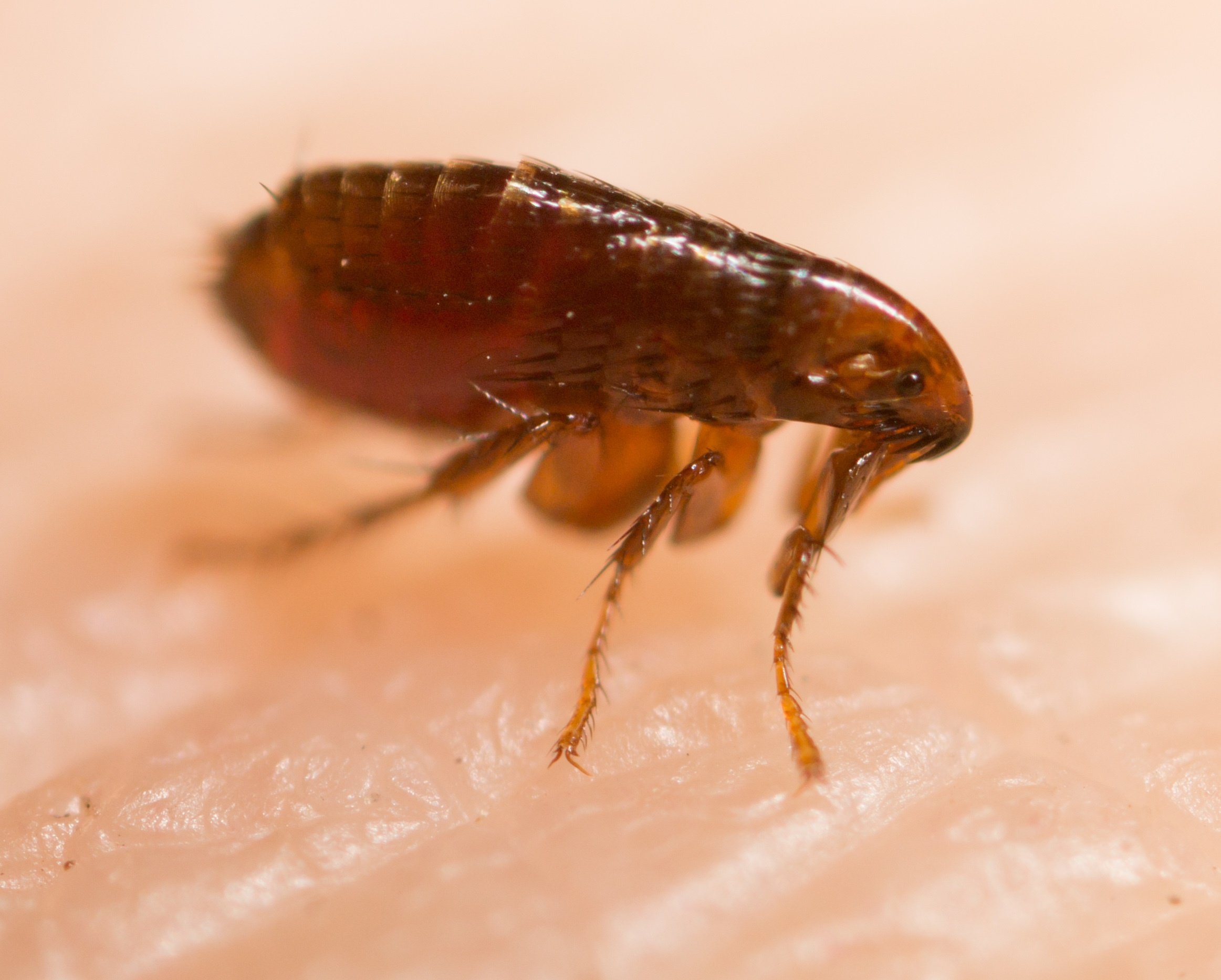 Fleas Springtails And Fungus Gnats What Small Bugs Live In Your Home