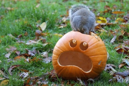 How To Keep Squirrels and Bugs From Eating Your Carved Pumpkin