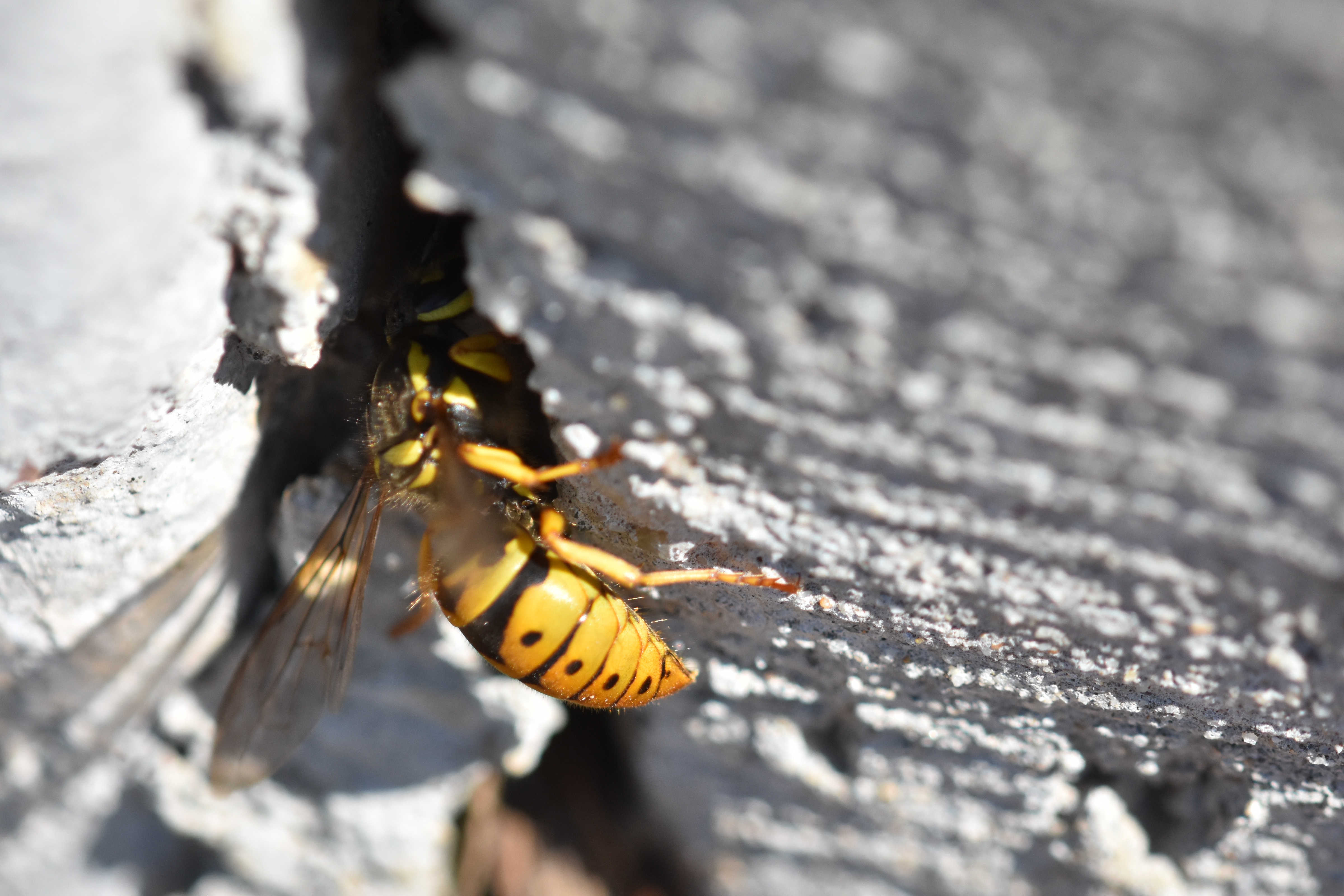 Yellow Jacket Pest Control in NJ and Bucks County PA