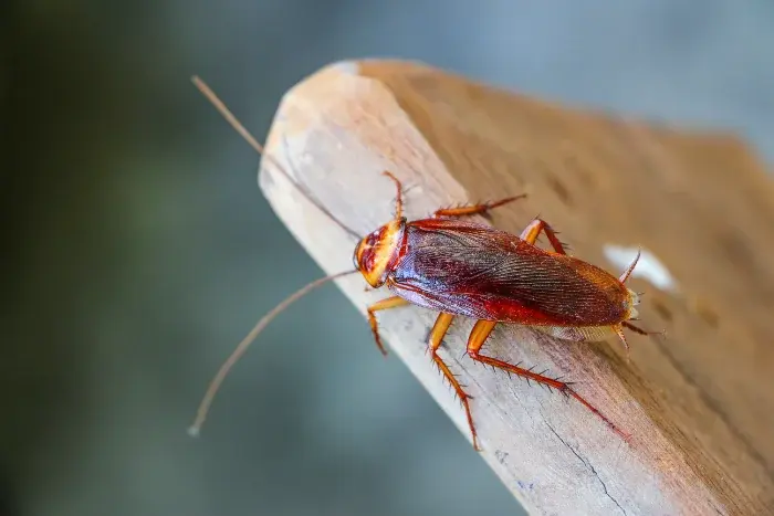 american cockroach in pennsylvania home