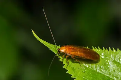 pennsylvania woods cockroach outdoors on leaf
