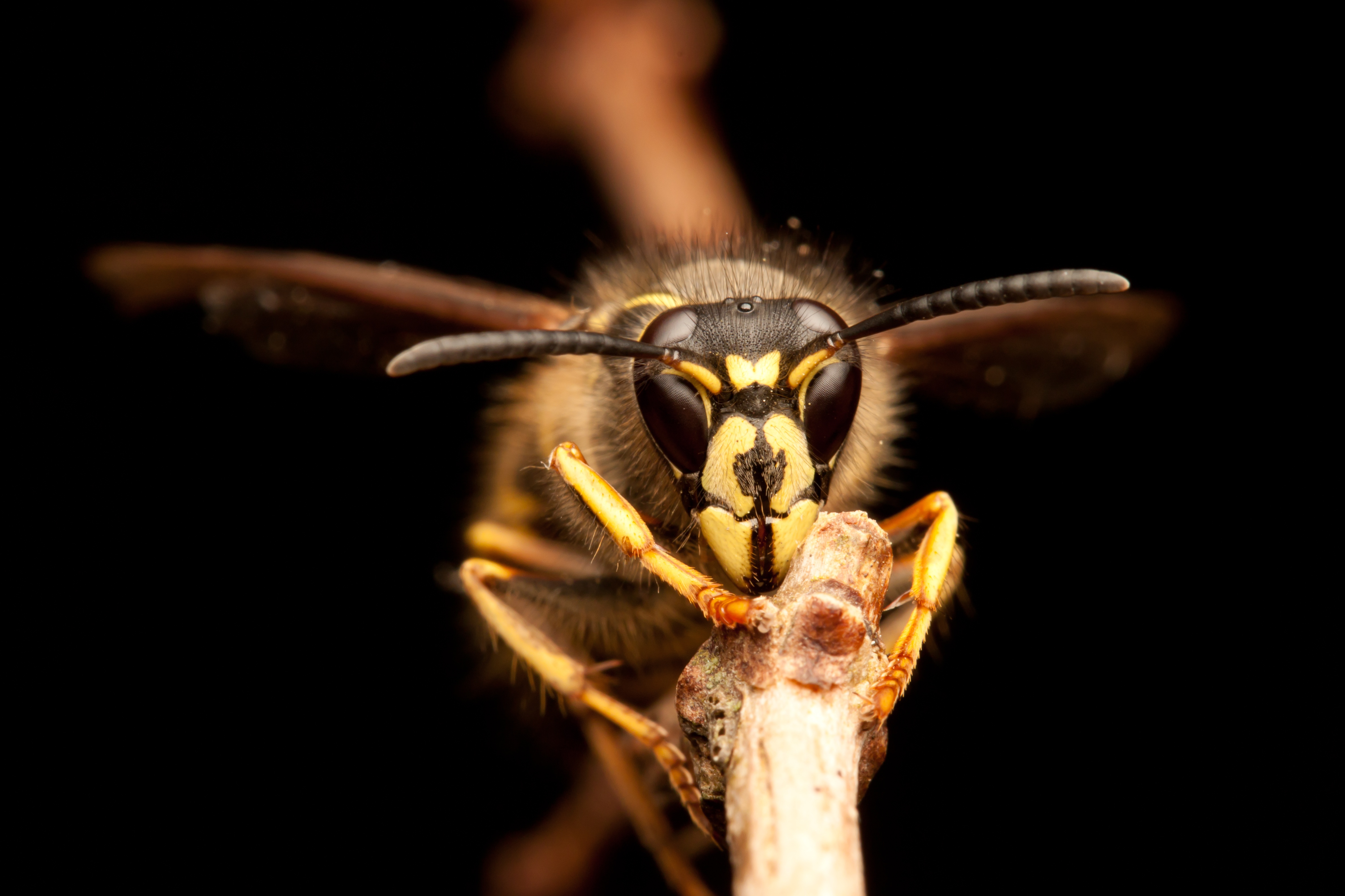 Why Should Yellow Jacket Nests be Removed in the Fall?